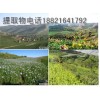 巖藻黃質提取物