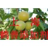 乳糖酶的最新報價，乳糖酶的添加標準，乳糖酶是什么