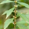 廠家優(yōu)惠現(xiàn)貨供應澤蘭提取物 水蘇糖 500克 1公斤包裝