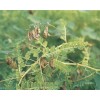 生產(chǎn)廠家現(xiàn)貨供應50%黃芪多糖