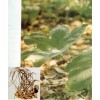 優(yōu)惠供應鬼臼毒素 Podophyllotoxin