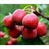 專業(yè)廠家生產(chǎn)供應山楂提取物5:1 10:1 20:1比例