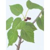 專業(yè)廠家生產(chǎn)供應桑葉提取物5:1 10:1 20:1比例