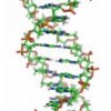 現(xiàn)貨 代測 Human NEFH ELISA Kit