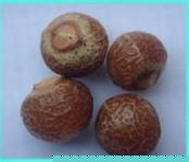 供應(yīng)無患子提取物