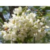 供應(yīng)槐花提取物