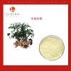 花生殼提取物木犀草素98% 木樨草素98%植物提取物粉末